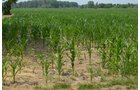 Property photo 33 - 51.5 Acres Offered in 5 tracts, 2 Farm Sites